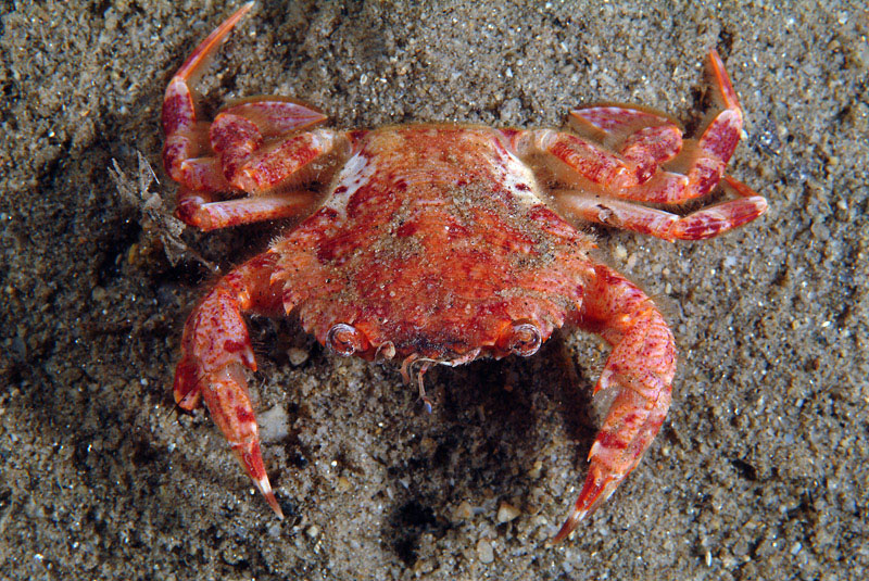 Liocarcinus depurator